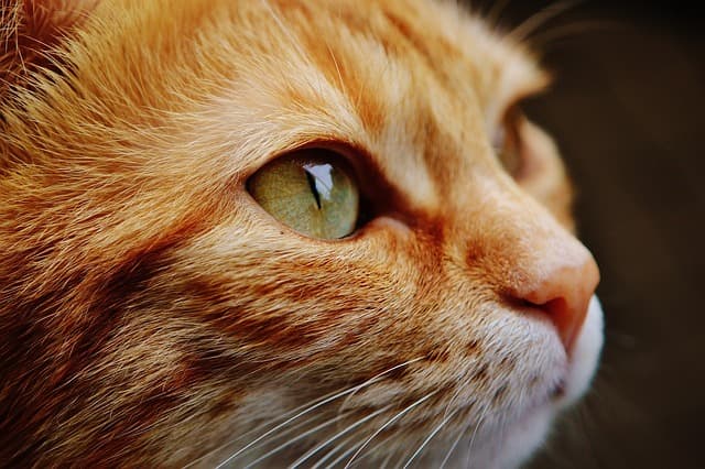 Lee más sobre el artículo Que no te den gato por liebre en una compra venta de oro